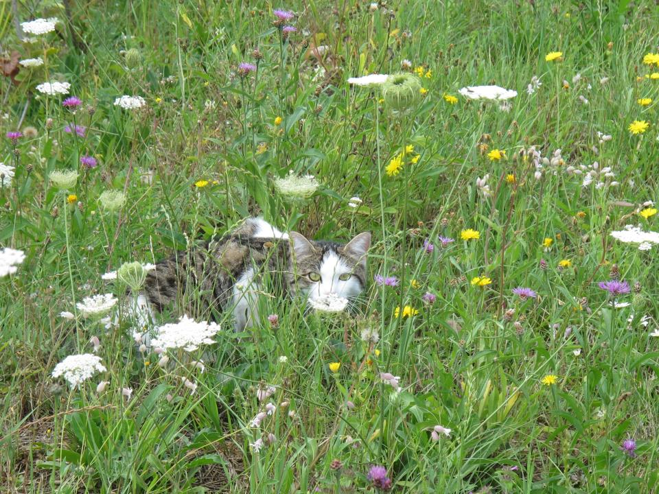 Naturwiese St. Stefan Amriswil mit "Chilebüsi"