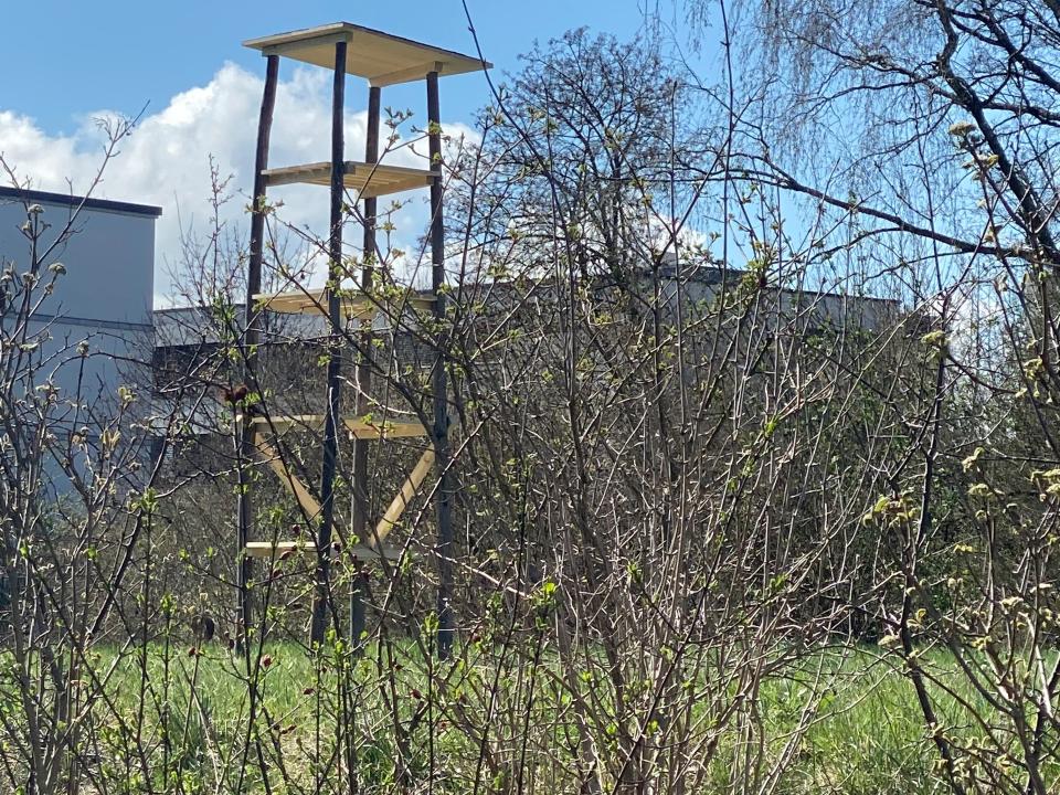 Lebensbaum, Gerüst April 2025