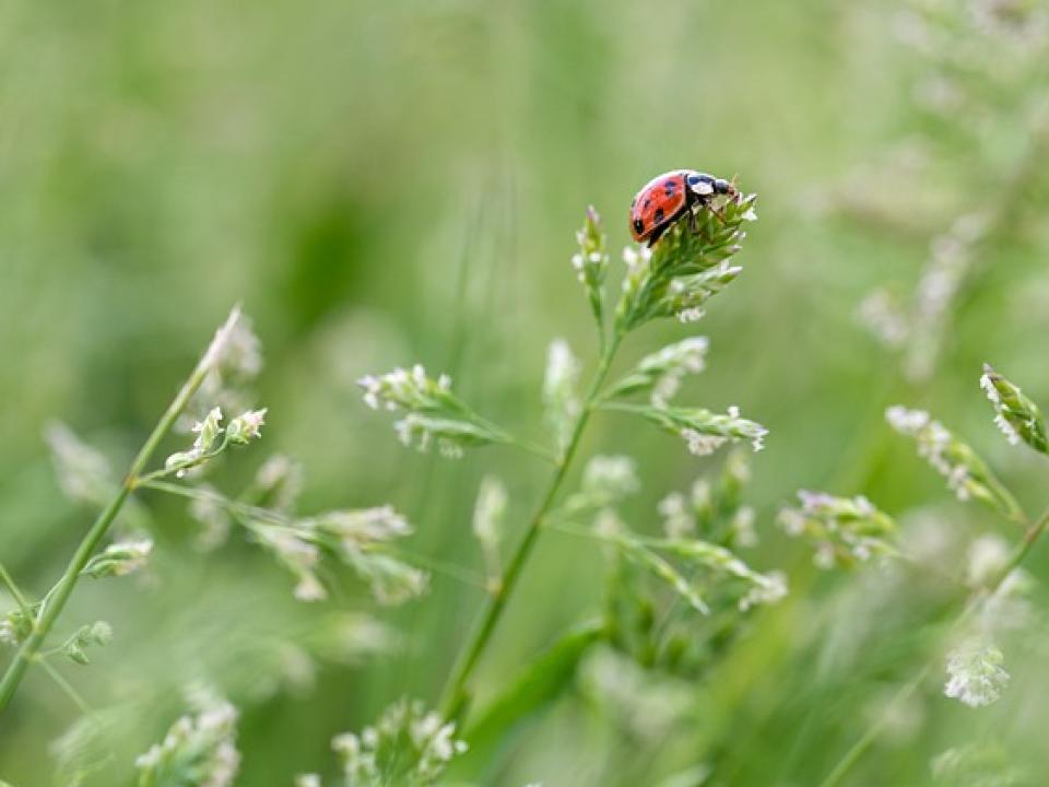 Natur
