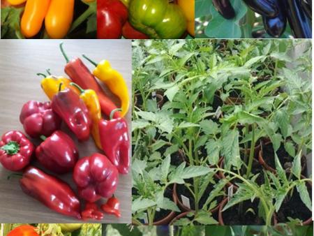 Setzlingsmarkt zu Gunsten der Fastenopferprojekte