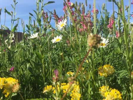 Goldene Hochzeit in Solothurn