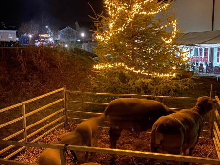 Schafherde neben der Arena